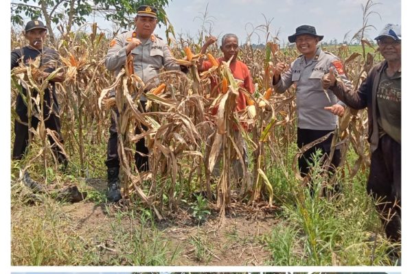 Kabag SDM Polres PALI Tinjau Persiapan Panen Jagung di Desa Sungai Baung Dan Benakat Minyak