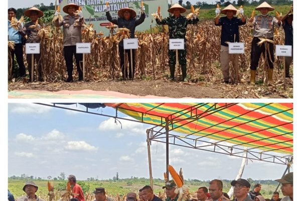 Polres, Pemkab Dan Dinas Pertanian Kabupaten PALI Panen Jagung Bersama Poktan di Sungai Baung