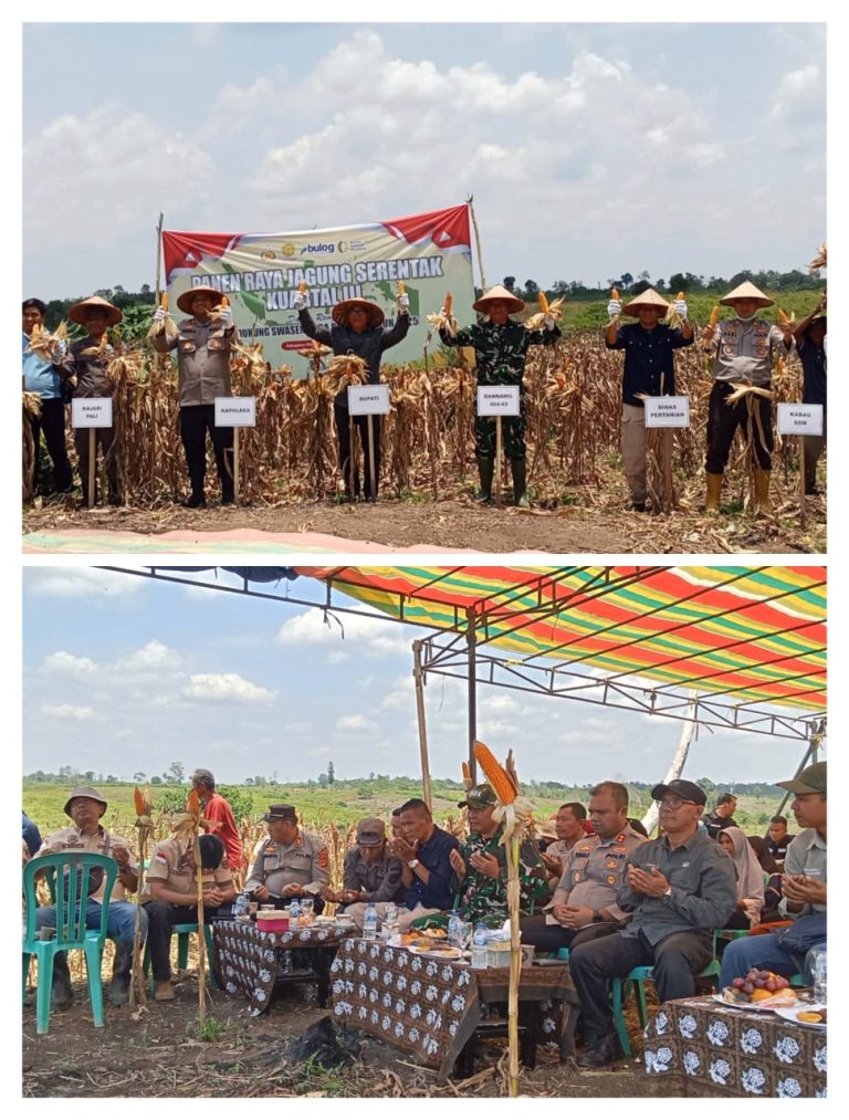 Polres, Pemkab Dan Dinas Pertanian Kabupaten PALI Panen Jagung Bersama Poktan di Sungai Baung