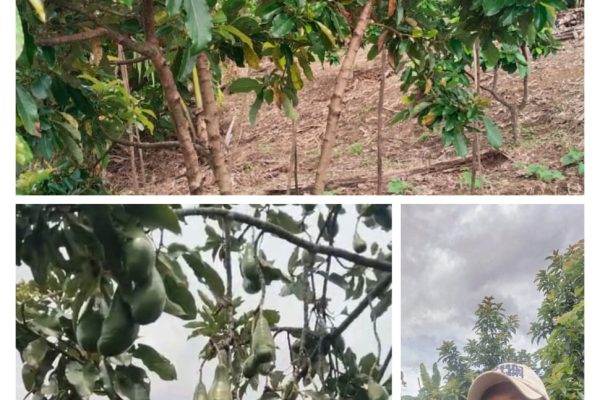 Alpukat Siger Mulai Berbuah di Kelompok Tani Hutan KHDTK Benakat