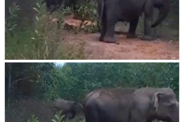 Gajah Sumatera Terlihat Kembali Oleh Peguna Jalan PALI – Lubuk Linggau